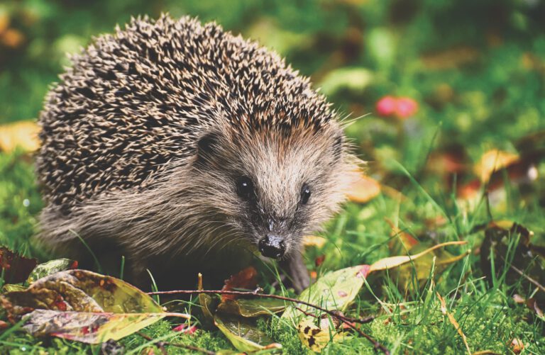 IGEL – Wildtier des Jahres 2024